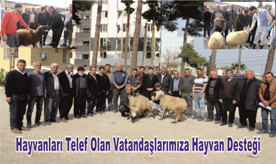 Hayvanları Telef Olan Vatandaşlarımıza Hayvan Desteği 