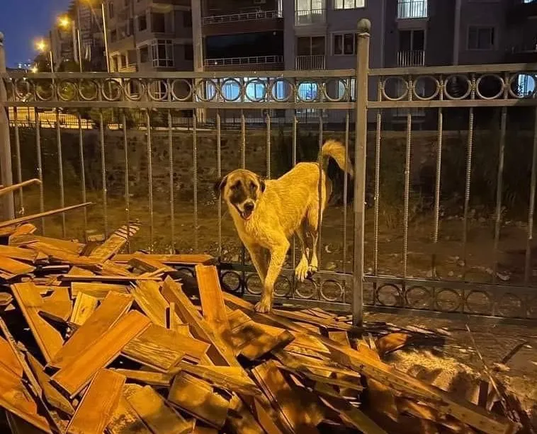 DEMİR KORKULUĞA SIKIŞAN KÖPEĞİ İTFAİYE KURTARDI