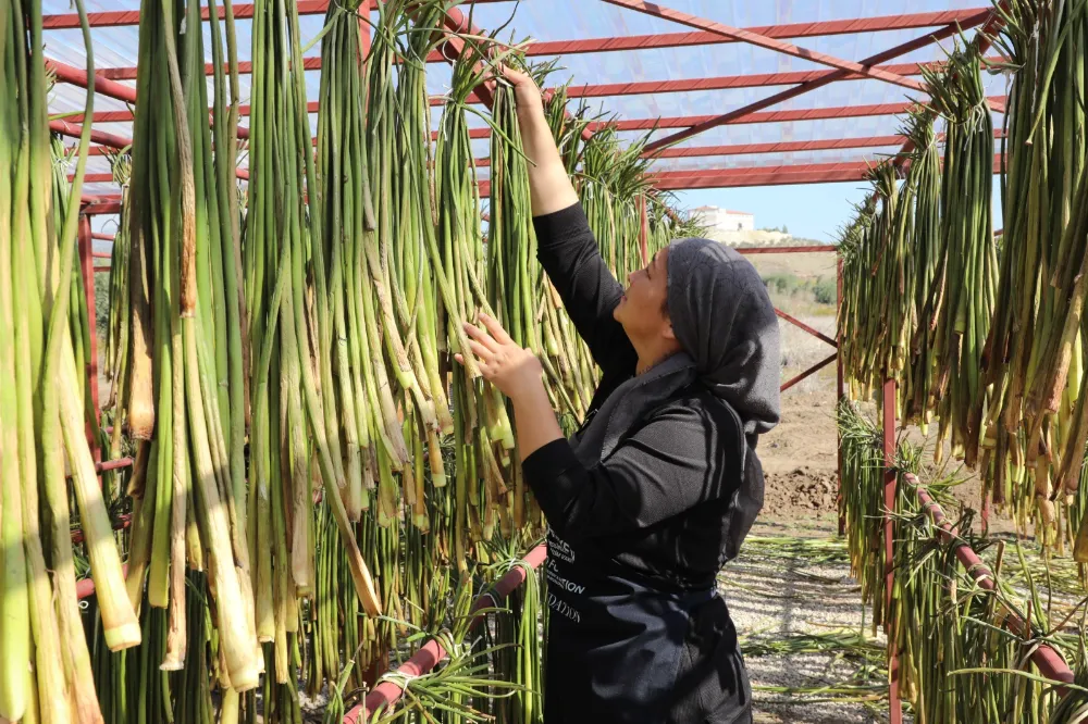 GÖLBAŞI GÖLÜ’NDE SU SÜMBÜLLERİ EKONOMİYE KAZANDIRILIYOR