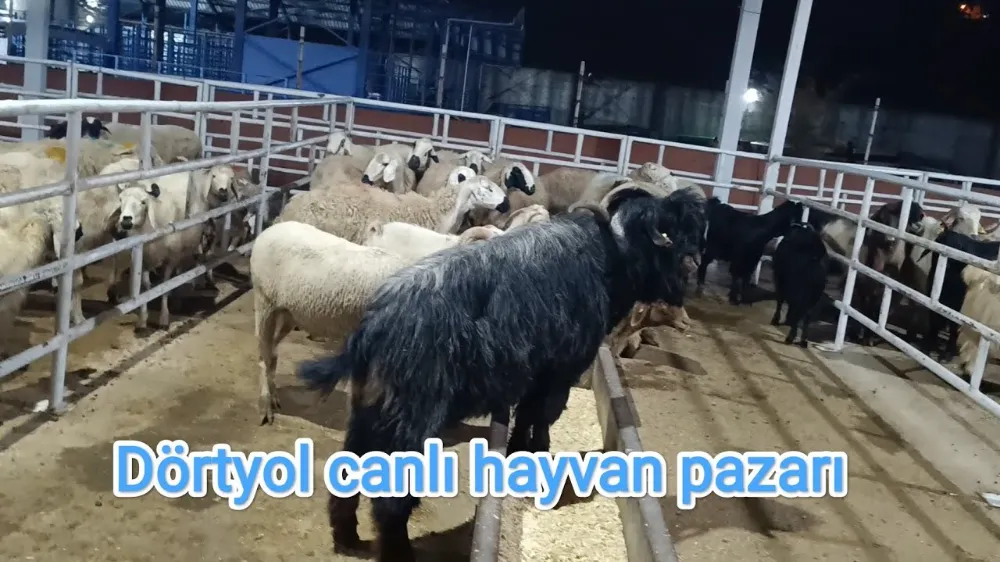 HAYVAN PAZARI İKİNCİ BİR DUYURUYA KADAR KAPATILDI