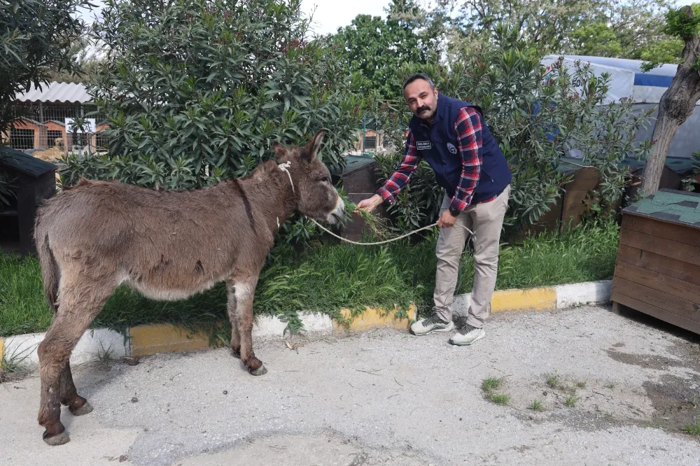 HBB’DEN YARALI EŞEĞE YARDIM ELİ