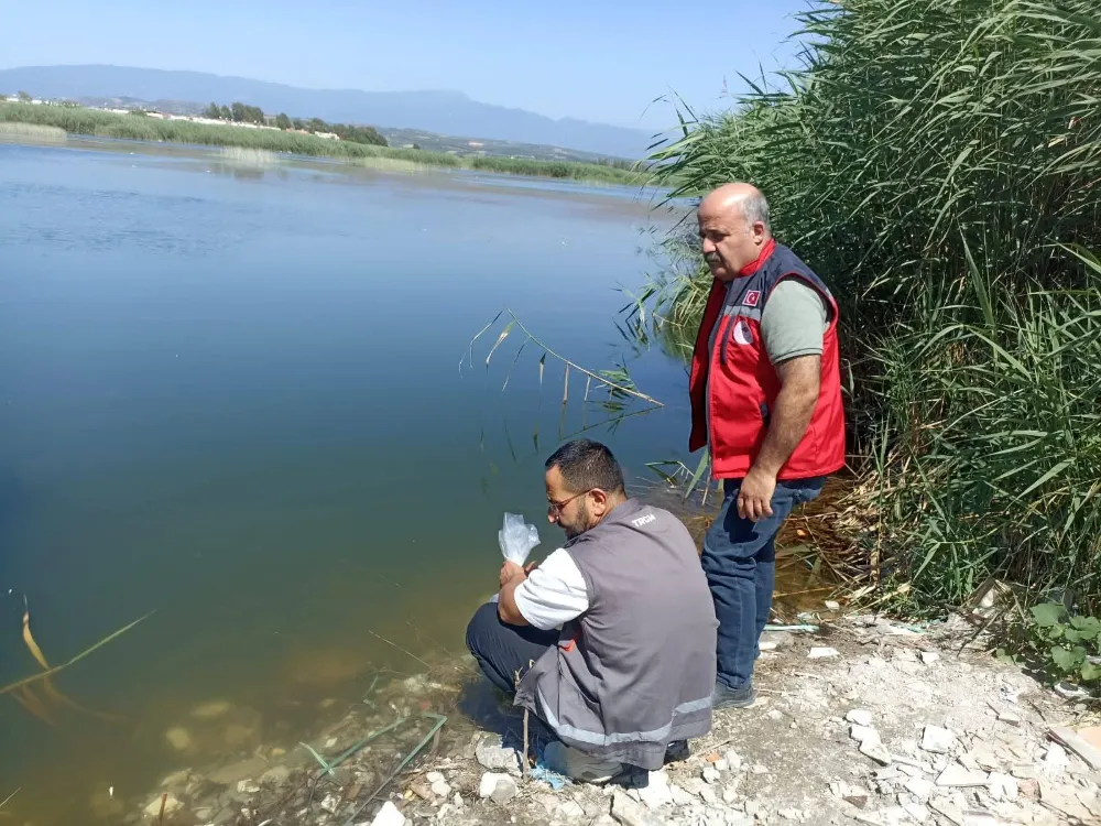 TATLI SU KAYNAKLARINA  SAZAN BALIĞI YAVRUSU BIRAKILDI